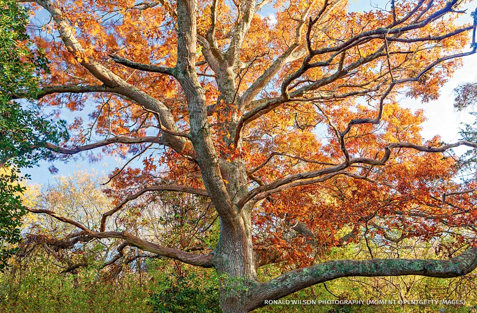 A Highlight on Underused Native Oak Species